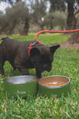 Plato de acero inoxidable WECOOL 64 oz