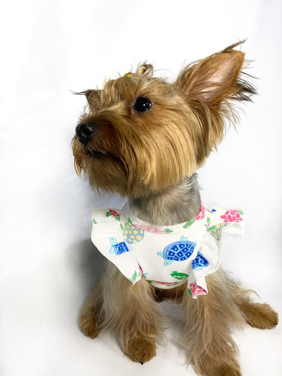 BIVIDI MULTI TURTLE BOBOS2