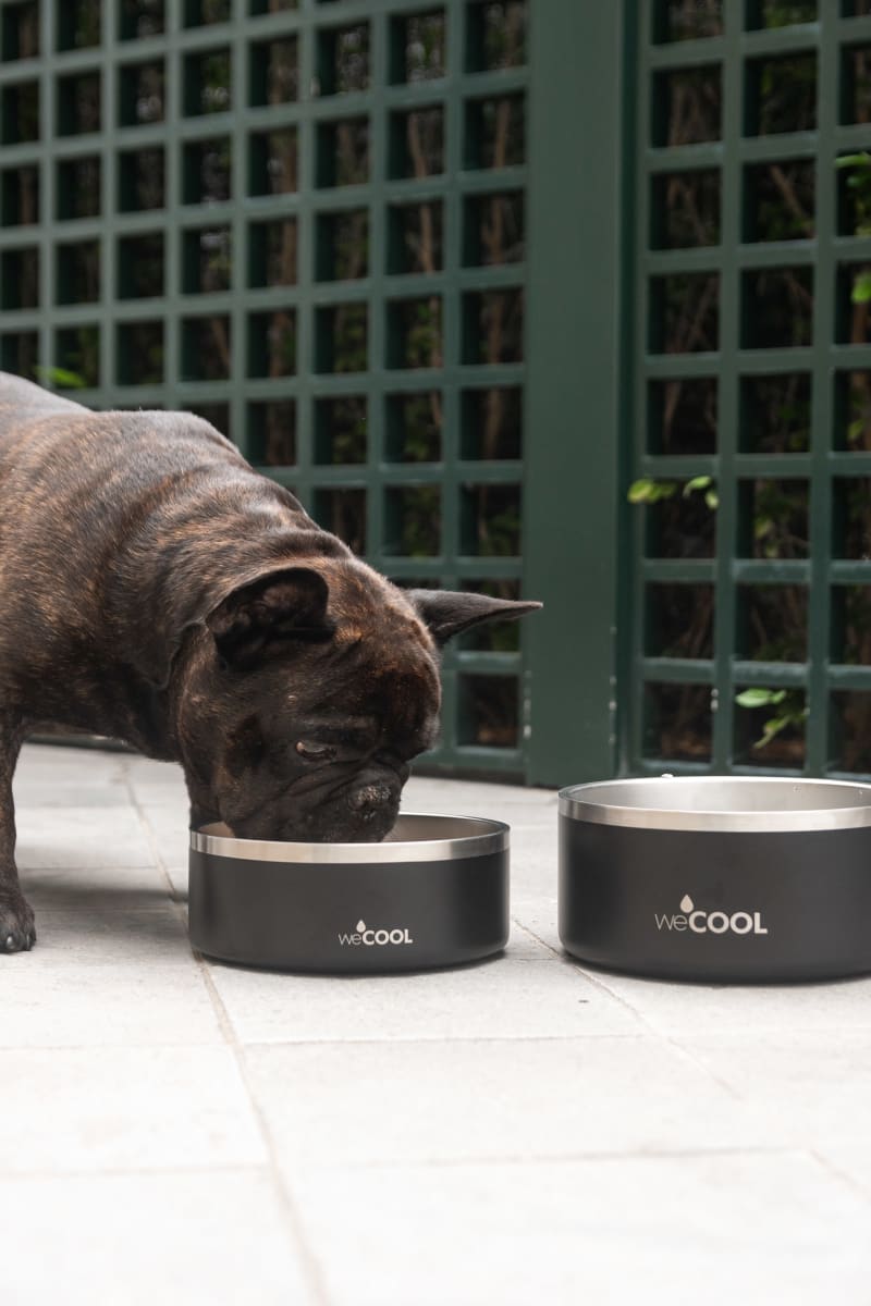 Plato de acero inoxidable WECOOL 32oz3