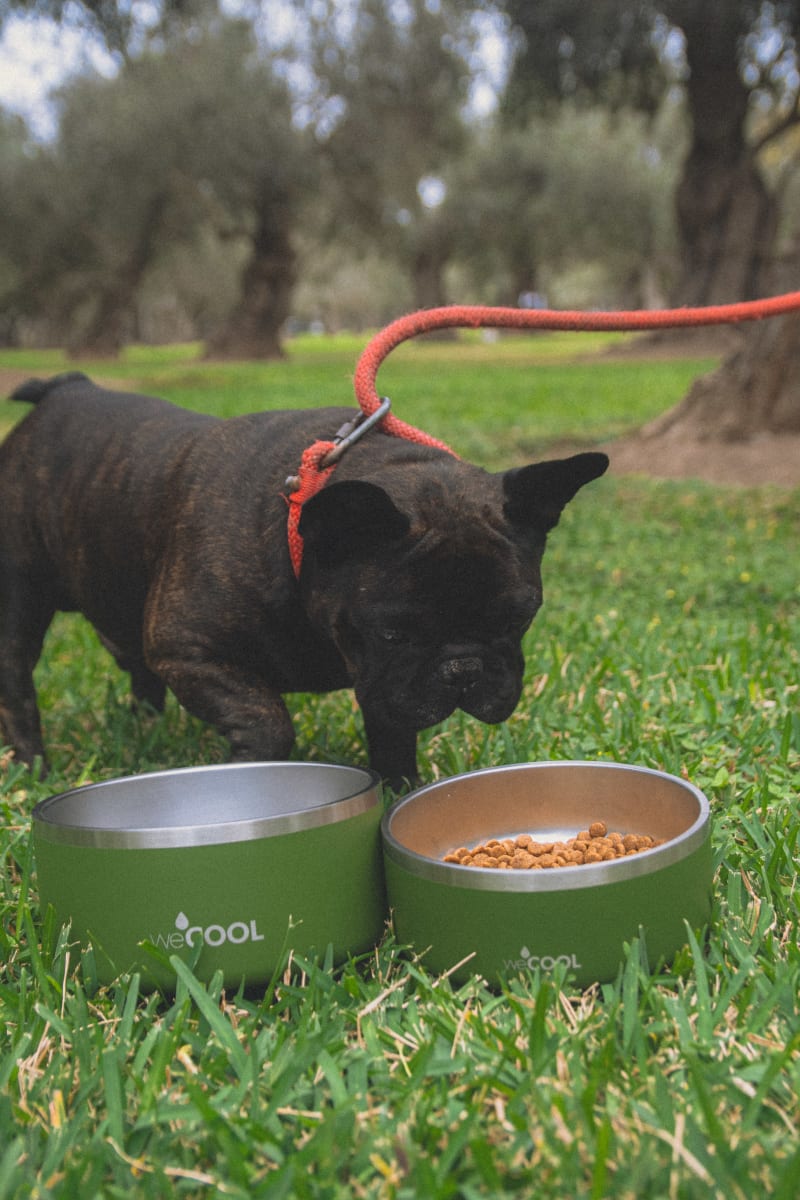 Plato de acero inoxidable WECOOL 64 oz1