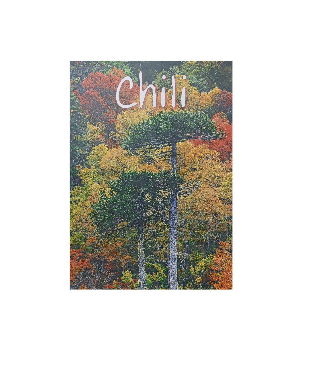 CHILI ESPAÑOL FRANCES1