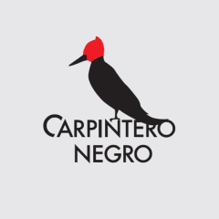 CARPINTERO NEGRO