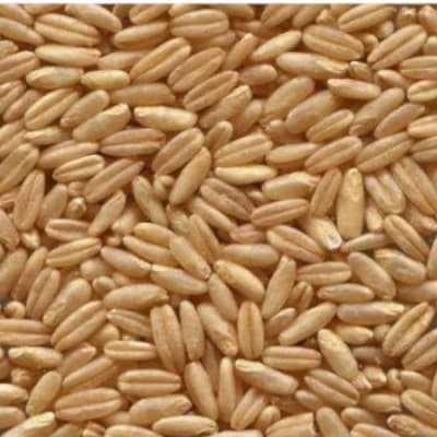 Avena GRANEL1