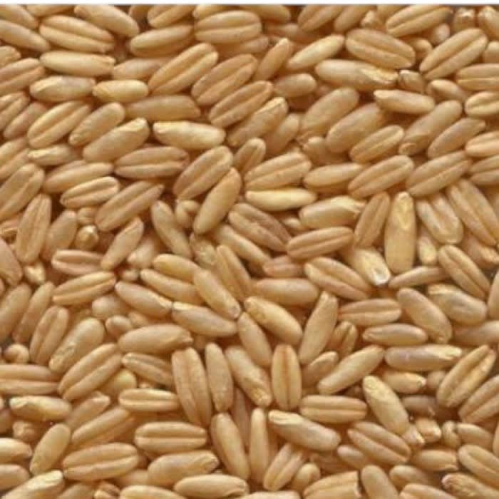 Avena GRANEL