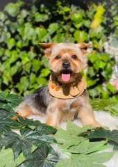 SERVICIO DELUXE PELUQUERÍA CANINA