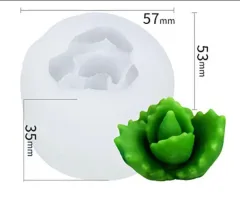 Suculenta tipo aloe vera