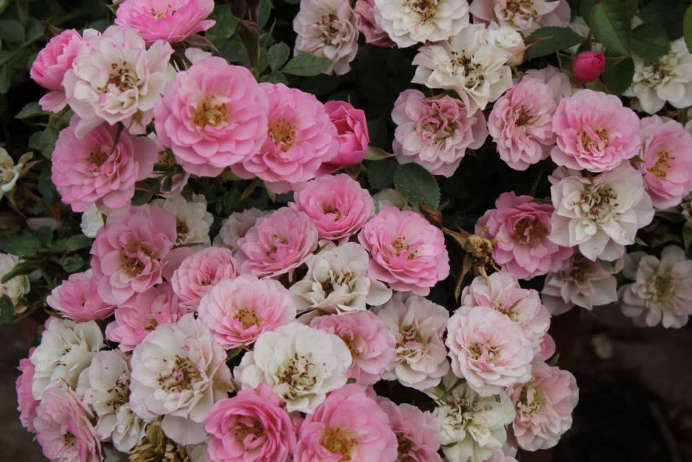 Rosas para paisajismo urbano