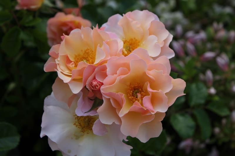 Trasplantando tus rosas de la maceta al jardín.