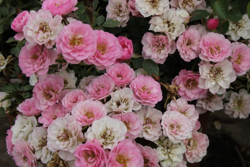 Rosas para paisajismo urbano