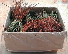 Plantación de rosas a raíz desnuda