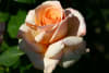 Rosas
