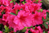 Azaleas, Rododendros y Arbustos