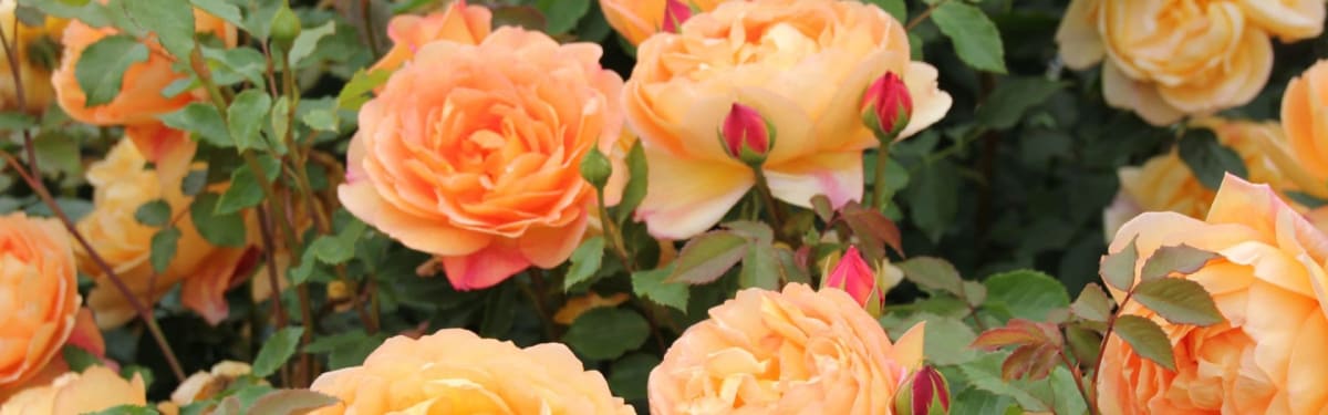 banner 12354531595.jpeg