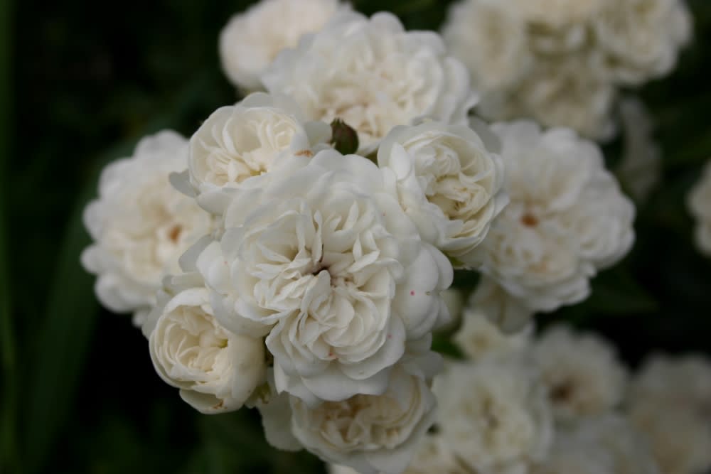 Crystal Fairy M21 (Pa) | Botti - Jardinería Profesional