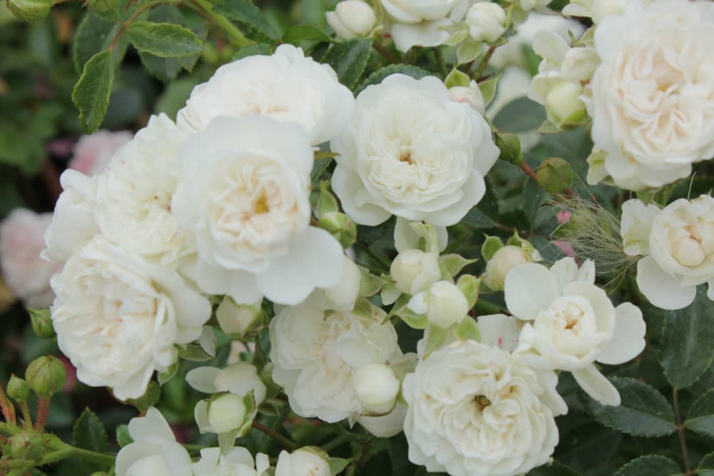 Crystal Fairy M21 (Pa) | Botti - Jardinería Profesional
