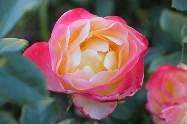 Híbridas de Té Botti Jardinería Profesional