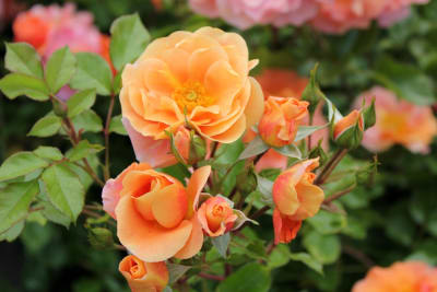 Together Forever (Fl)