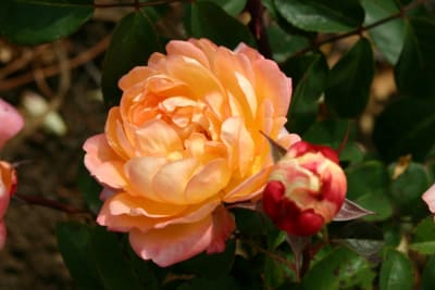 Magic Domínica (Fl)1