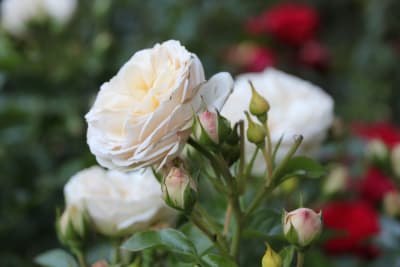 White Da Vinci Pie Alto3