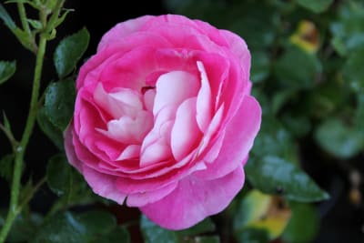 Scented Domínica (Fl)