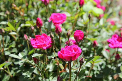 Perla de Monserrat M211