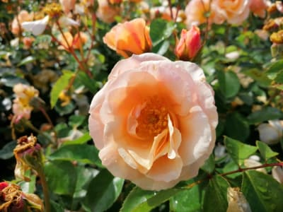 Jacqueline Redmill (Fl)