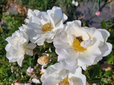 Princess of York (Pa)1