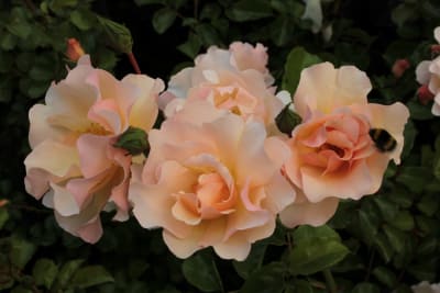 Bicentenario Pie Alto1