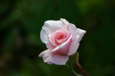 Cécile Brünner (Tr)1