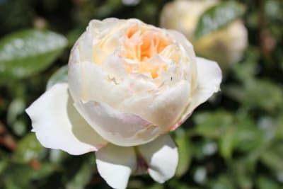 Mon Jardin et Ma Maison (Tr)2