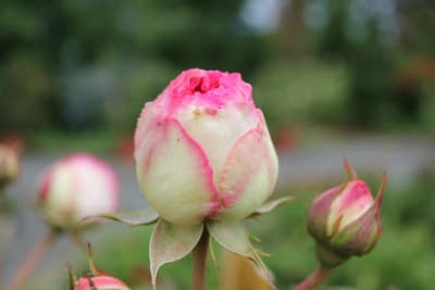 Pierre du Ronsard (Tr)1