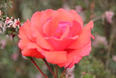 Blaze of Glory (Tr)1