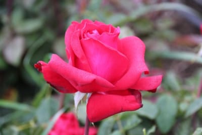 Precious Platinum (Ht)