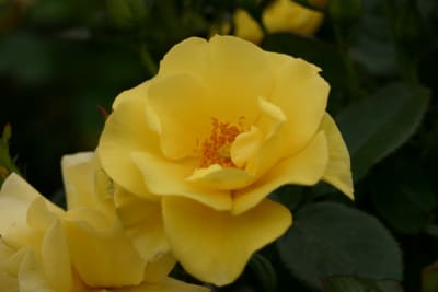 Bright Smile Pie Alto1