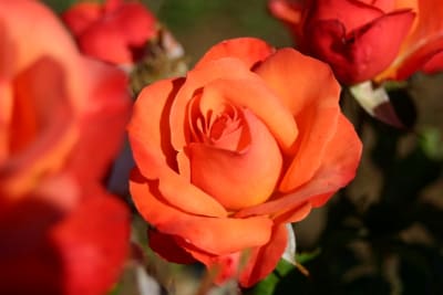 New Horizon - Naranjo1