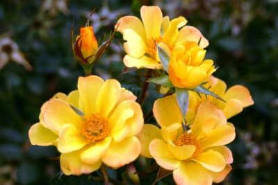 Mr. J.C.B. Pie Alto1