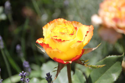 Tequila Sunrise (Ht)