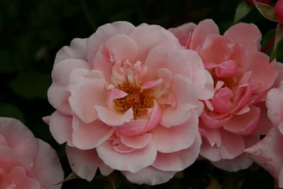 Valentine Heart (Fl)1