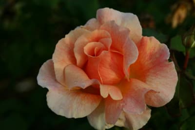 Fragrant Dream (Ht)