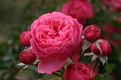 Leonardo da Vinci Pie Alto2