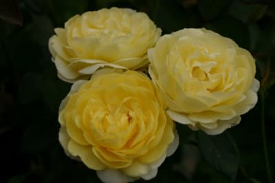 Comtesse du Barry (Fl)