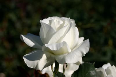 Cosmos (Ht)1