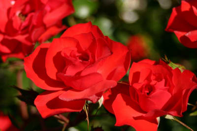 Pie Alto - La Sevillana - Rojo1