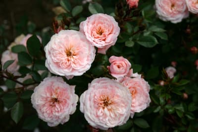 Her Majesty Pie Alto