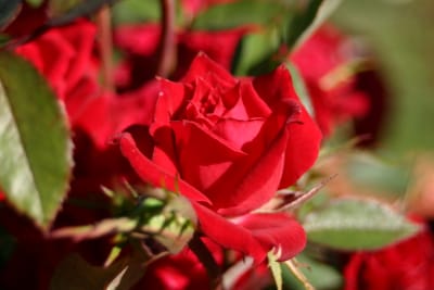 Red Rascal (Pa)