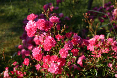 Lovely Fairy Pie Alto1