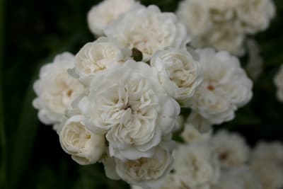 Crystal Fairy Pie Alto1