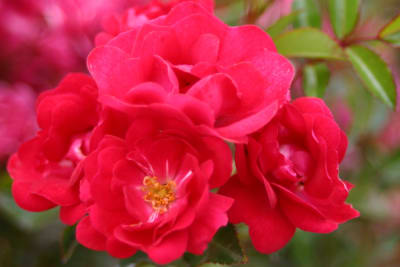 Fairy Queen M21 (Pa)