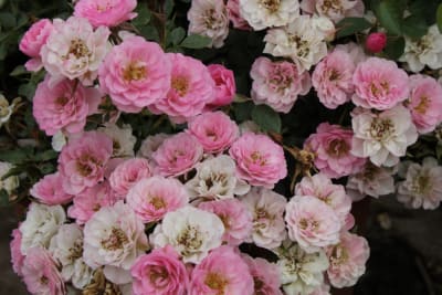 Dick´s Delight MCI21