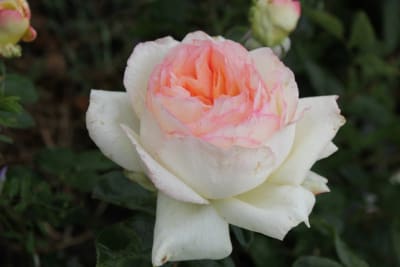 Apricot Domínica (Ht)